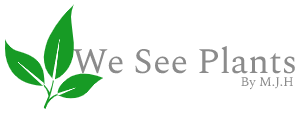 We See Plants